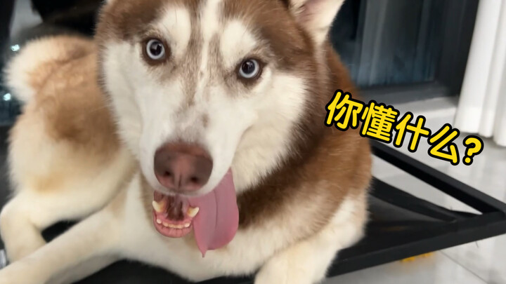 Husky: This is a bedtime ritual—what do you know?!