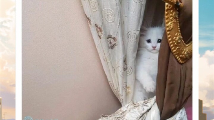 แมวน้อยจะไปทำผิดได้ยังไงล่ะ