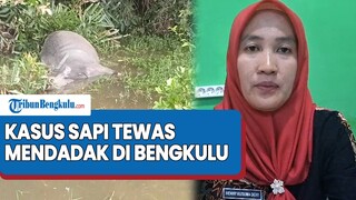 Wawancara Khusus Kabid Peternakan Dan Kesehatan Kota Bengkulu Terkait Sapi Tewas Mendadak Bengkulu