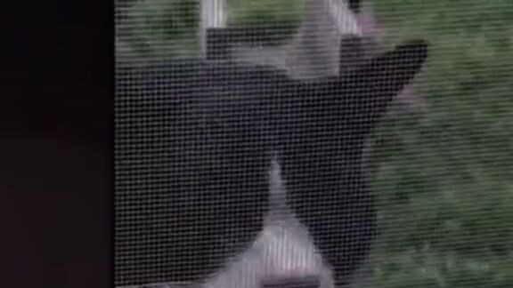 cat sing