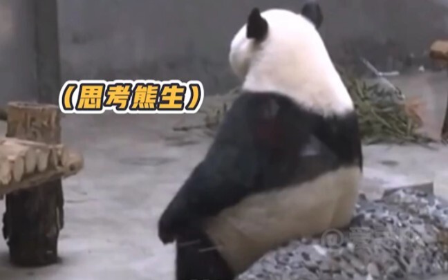 พี่ชาย ดึงซิปออก แล้วถอดเสื้อโค้ทขนหมีออกเลยสิ~ #แพนด้ายักษ์