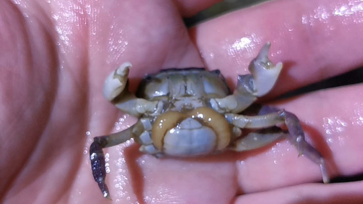 Qingdao beachcombing finds lancelets and some interesting facts about barnacle crabs.