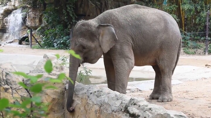 Binatang|Gajah "Lina": Setelah Selesai Menyusui Aku Bebas Lagi