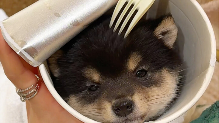 مين طلب شعرية مكرونة بنكهة الكلاب؟