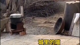 Kucing kota vs. kucing pedesaan