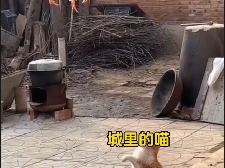 City cats vs. rural cats