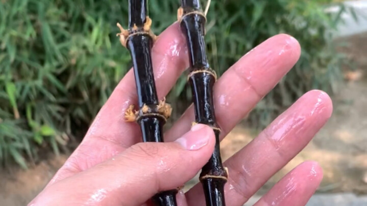 Vòng tay mây | Chiếc vòng tay mà Trương Ái Linh yêu thích hồi nhỏ