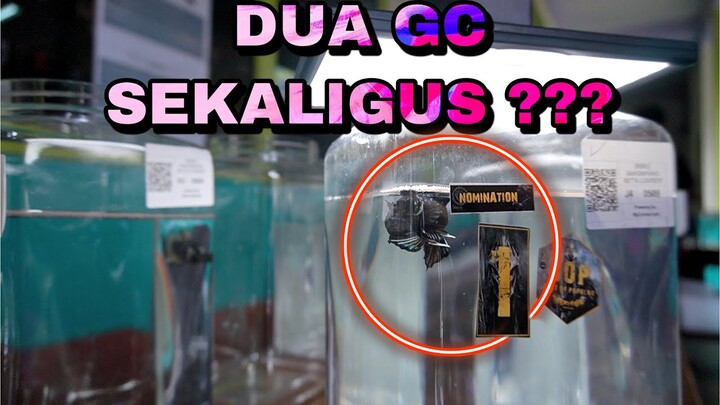 PERTAMA KALI KONTES BSBC TERBANYAK - BLACK SHADOW