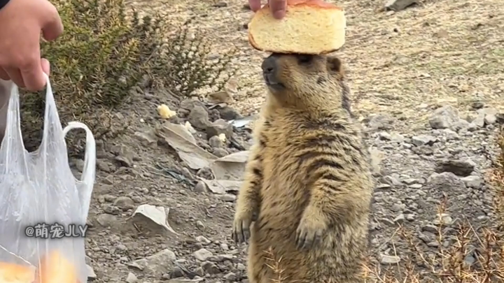 Khoảnh khắc chữa lành của chú chuột chũi!