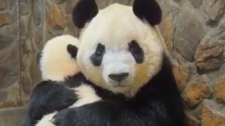 Panda: It's not easy being a national treasure these days. I'm better off being a regular Joe