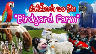 สัตว์เลี้ยงกว่า 100 ชีวิต Birdyard Farm (เบิร์ดยาร์ท ฟาร์ม)  ep.115