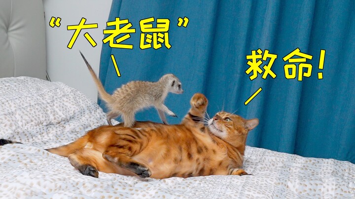 หนูที่แข็งแกร่งที่สุดในประวัติศาสตร์ แซงหน้าแมวบิน! ไล่จับแมว!