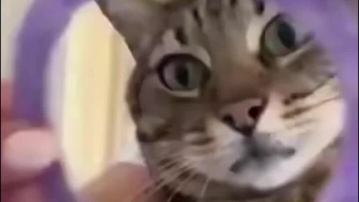 [Chinese subtitles] Antenna Meow