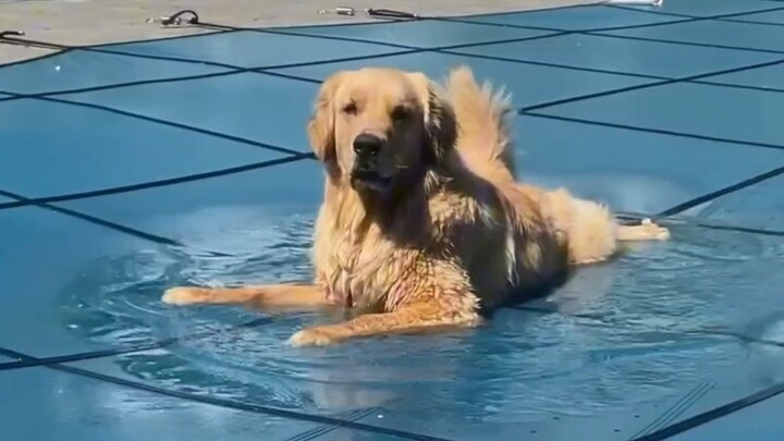 Anjing penghibur: Kolam sudah ditangani, baru sekarang kamu datang?