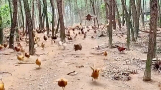 全军出鸡🐔！！！