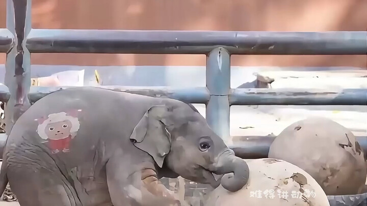Anak-anak hewan, selama masih cukup kecil, pasti imutnya minta ampun!