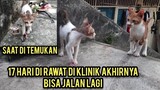Subhanallah Anak Kucing Yang Kakinya Hancur Sudah Sembuh Seneng Banget Dia Dapat Rumah..!