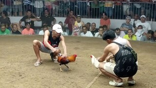 3 wins @ Gallera de Mandaue 1st fight win