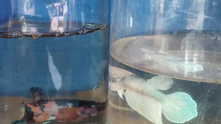 betta fish for breeding