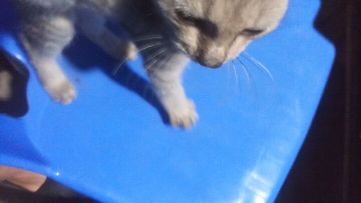ay