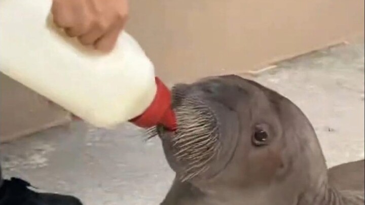 الفلَّو الوحيدة التي شربت حليب الحوت القاتل، عدوّها الطبيعي