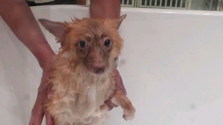 Titan hates baths😂