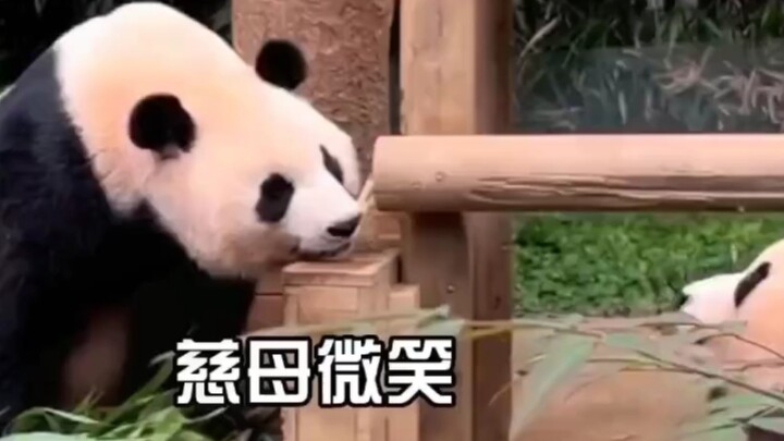 Aibao often looks at Fu Bao and smiles.