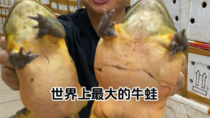 世界上最大的牛蛙，非洲牛箱头蛙!和蓝鳍金枪鱼强强联手做一道美蛙鱼头，尝尝味道怎么样!