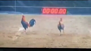 Fantastic  Dome in action #3