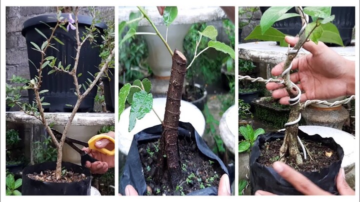 Cek Bahan Bonsai