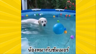 สัตว์เลี้ยงเพื่อนขนปุย : น้องหมากับซัมเมอร์