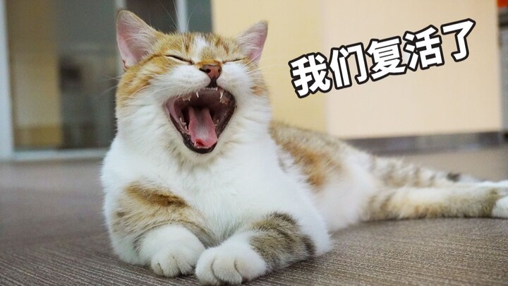 The YouTuber who nearly lost their job has made a miraculous comeback! Watch as a little cat saves a
