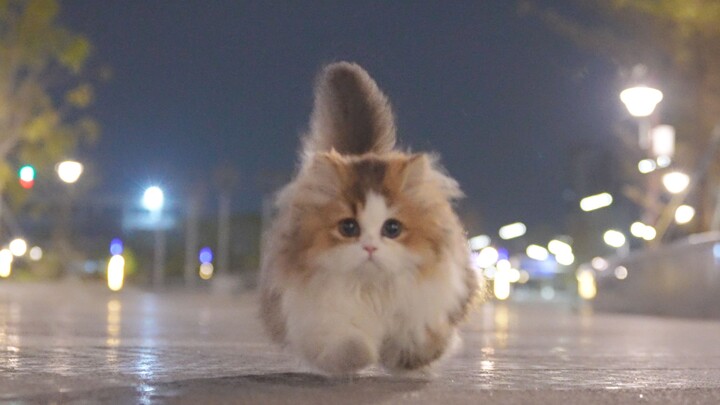 جولة قصيرة في الحديقة مع الساقين القصيرتين، عدد الخطوات أكثر من 10 آلاف