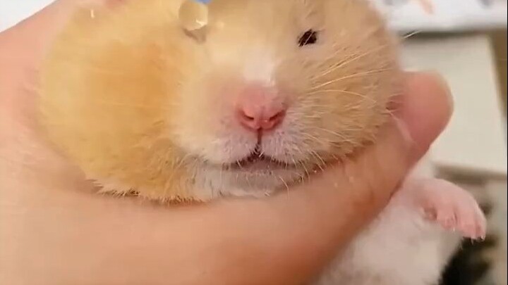 หนูๆ ฉันจะฮั่นออกมาแล้วจริงๆ