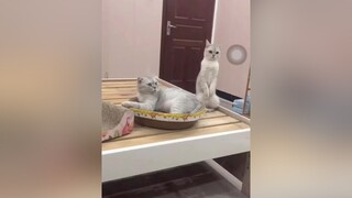 meocute honghot chuyenchiecquan 2 chiếc mồn lèo hóng hớt 🤣🤣🤣