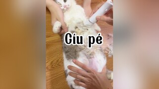 🤣🤣 Nóng quá cô chú ơi mèo cat