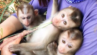 Mom Familiarize the three monkeys with out side nature