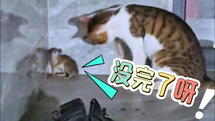 الفأر: لا نهاية لهذا أبداً