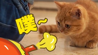 当着猫咪的面突然放屁会怎么样？