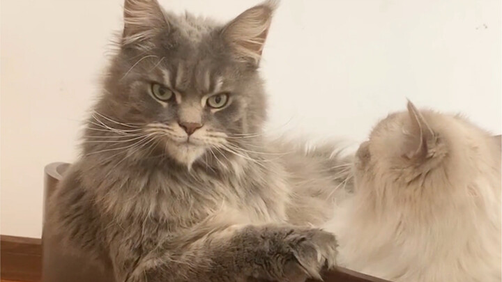 Even a cat can do it—yet your boyfriend can’t!