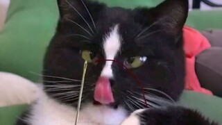 Kucing, Ini Kotoran