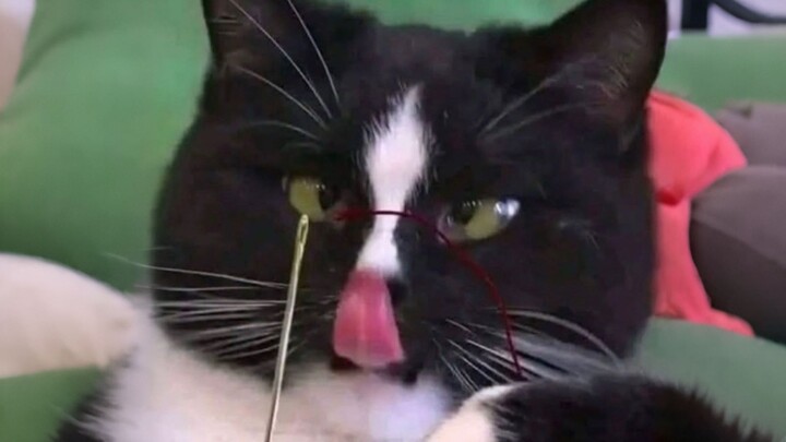 The Cat, This Sloppy