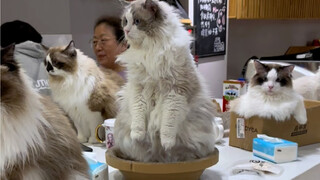 ทำไมคาเฟ่แมวถึงมีแมวโง่เยอะจัง?