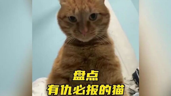 A Roundup of Cats Who Always Get Even—Cats Don’t Hold Grudges Overnight!