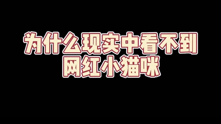 لماذا لا أستطيع رؤية القط الشهير على الإنترنت؟