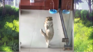 แมวตลก#555#05