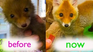 A fox cub that lost its mother was found by a kind-hearted person and taken home to be cared for. As
