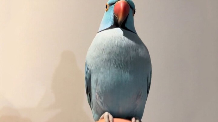 女人救了难产的鹦鹉，却孵化出了一只话痨鹦鹉