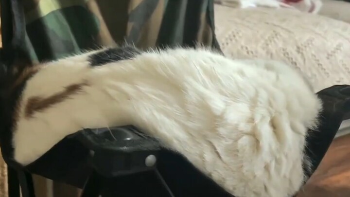 ก็อย่างที่คาดไว้ แมวก็เหมือนทำจากน้ำเลย