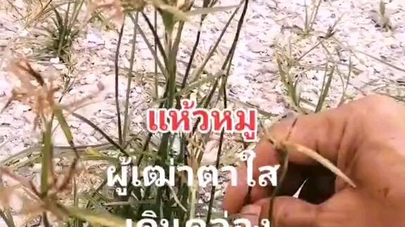 เรา